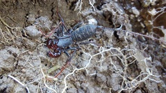 Mastigoproctus colombianus