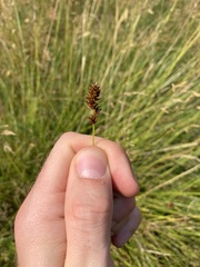 Carex muricata pairae
