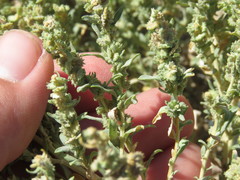 Atriplex elegans