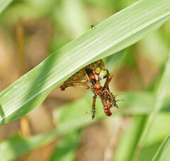 Diogmites angustipennis