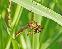 Diogmites angustipennis
