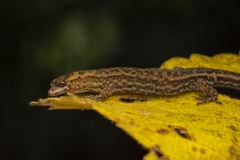 Lepidoblepharis