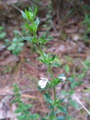 Clinopodium talladeganum