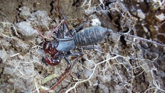 Mastigoproctus colombianus