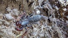 Mastigoproctus colombianus