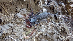 Mastigoproctus colombianus