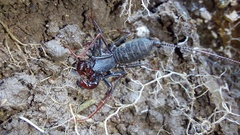 Mastigoproctus colombianus