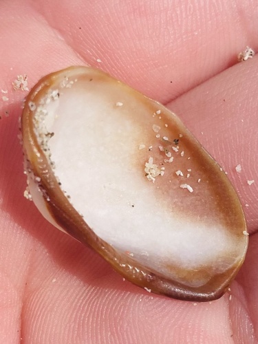 Almond Ark (Barbatia amygdalumtostum)