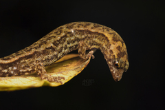 Lepidoblepharis
