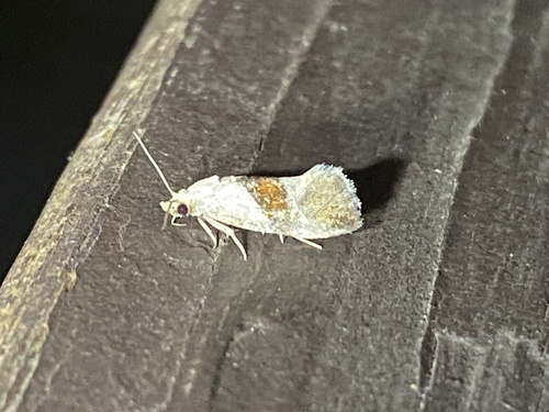 Phalonidia lepidana photo 3