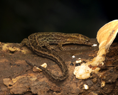 Lepidoblepharis