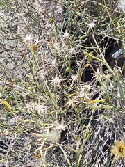 Porophyllum scoparium