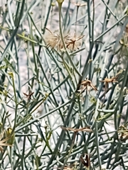 Porophyllum scoparium