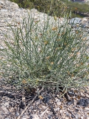 Porophyllum scoparium