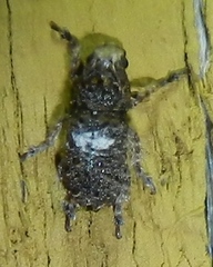 Toxonotus cornutus