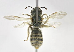 Halictus vestitus