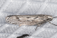 Ethmia discostrigella