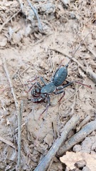 Mastigoproctus colombianus