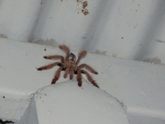Psalmopoeus pulcher