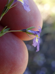 Porterella carnosula