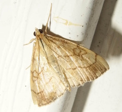 Evergestis pallidata