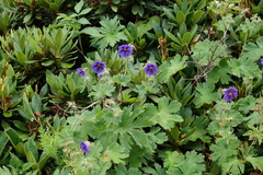 Geranium platypetalum