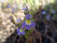 Porterella carnosula