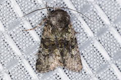 Lacinipolia olivacea