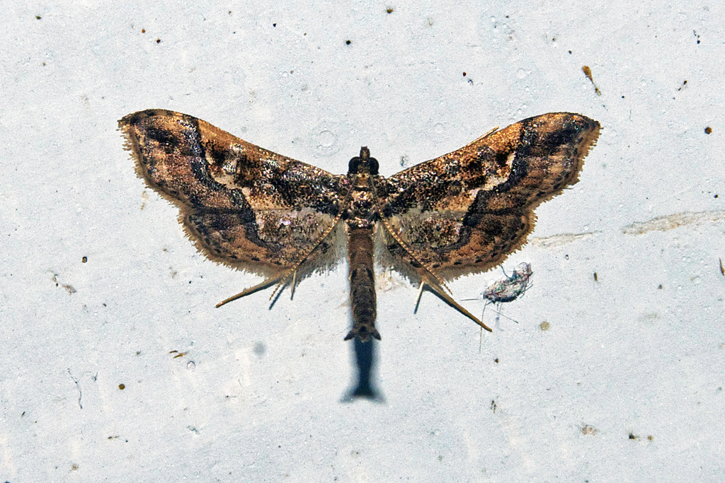 Hydriris