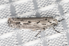 Ethmia discostrigella