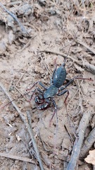 Mastigoproctus colombianus