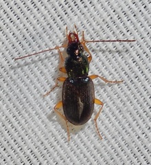 Chlaenius pusillus