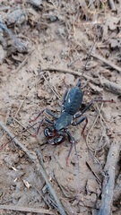 Mastigoproctus colombianus