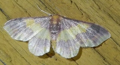 Lophosis labeculata