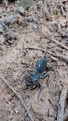 Mastigoproctus colombianus