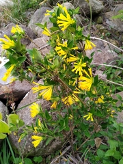 Bouvardia cordifolia