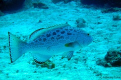 Mycteroperca venenosa