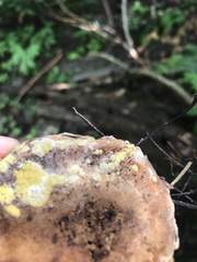 Trichoderma americanum