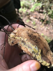 Trichoderma americanum