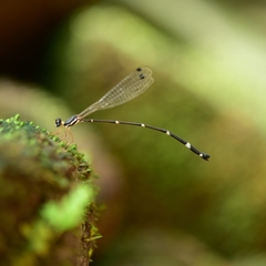 Protosticta gravelyi