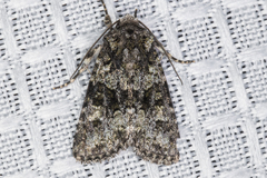 Lacinipolia strigicollis