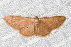 Idaea eremiata