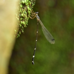 Protosticta gravelyi