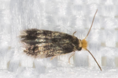 Stigmella populetorum