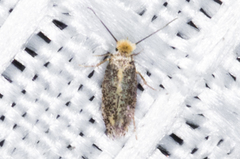 Stigmella populetorum