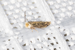 Nepticuloidea