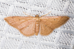 Idaea eremiata