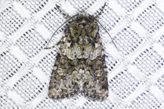 Lacinipolia strigicollis