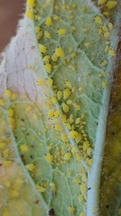 Aphis verbasci