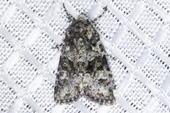 Lacinipolia strigicollis